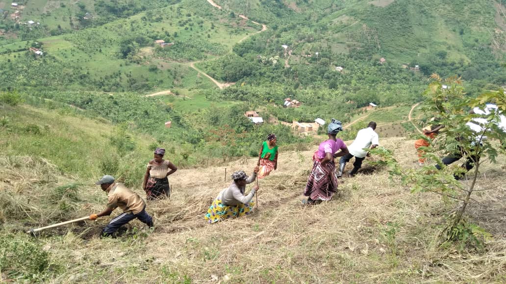 Community members digging and planting trees on a hillside above a Rwenzori valley